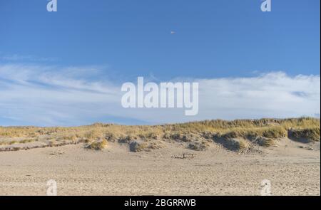 Sand dune with beach grass near Kampen on the island of Sylt Stock Photo