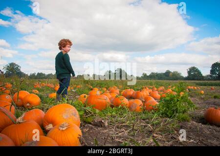 Young boy picking his own pumpkin in a pumpkin patch in Surrey, in time for Halloween. Stock Photo