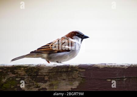 Side view of a house sparrow sitting on an old brown wooden fence.  Background blurry. Stock Photo