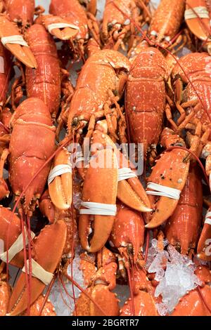 Fresh European Lobsters, Homarus gammarus, with claws clamped by elastic band on sale at St Helier Fish Market in Jersey, Channel Isles Stock Photo