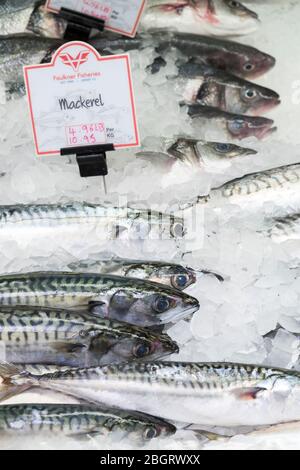 Fresh Mackerel, Scomber scombrus, on sale at St Helier Fish Market in Jersey, Channel Isles Stock Photo