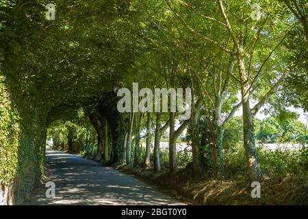 Mysterious tree covered lane by Rozel in St Martin region of Jersey, Channel Isles Stock Photo