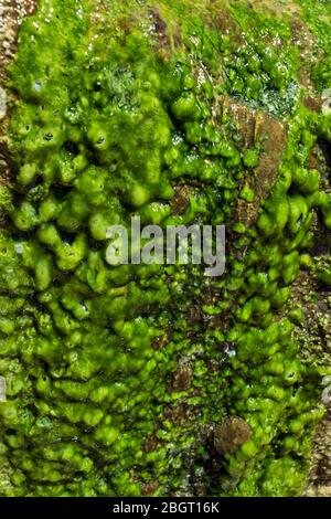 Rock near seawater over which water flows. The green algae arose from strong daylight. Stock Photo