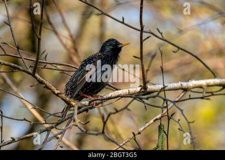 Common starling (Sturnus vulgaris) on a branch singing Stock Photo