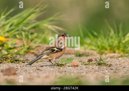 Male common chaffinch (Fringilla coelebs) looking for food on the ground Stock Photo