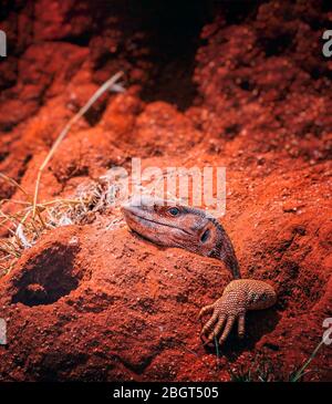 A giant agama lizard is hiding in a hole in a large termite mound. It is in Tsavo East National Park, Kenya, Africa. Stock Photo