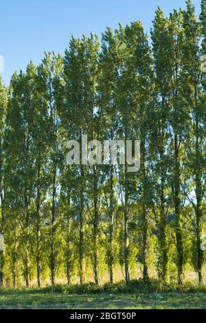 Line of tall Poplar, Populus,  trees in Jersey, Channel Isles Stock Photo