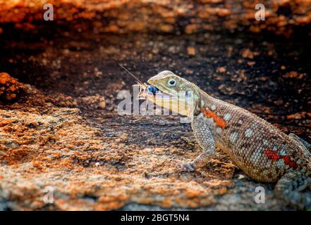 Agama eats a cricket. He has a beetle in his mouth and basks on a rock in Tsavo East National Park, Kenya, Africa. Stock Photo
