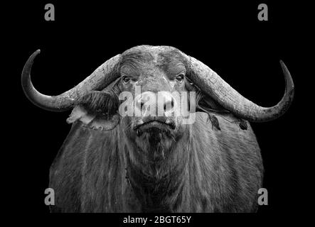 Black and white photo of African buffalo portrait; Syncerus caffer; Kenya. He is isolated on the black background. It is wildlife photo in Tsavo East Stock Photo