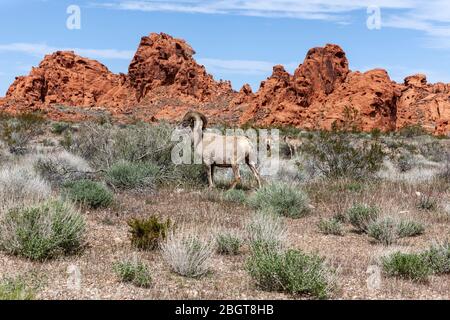 NV00243-00...Nevada - Mountain sheep in Valley Of Fire State Park. Stock Photo