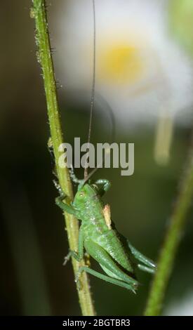 close-up of green cricket climbing a stem of plant Stock Photo