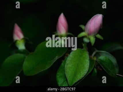 pink quince flower buds on green leaves and black background Stock Photo
