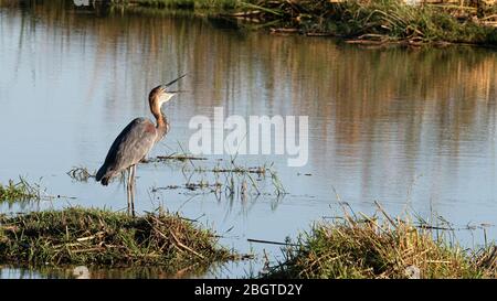 An adult goliath heron, Ardea goliath, swallowing a fish in Chobe National Park, Botswana. Stock Photo