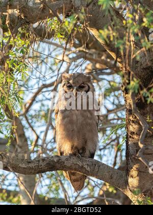 A young Verreaux's eagle-owl, Bubo lacteus, in Chobe National Park, Botswana, South Africa. Stock Photo