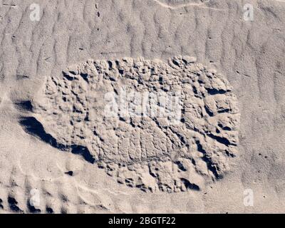 Adult African elephant, Loxodonta africana, track in the sand in the Okavango Delta, Botswana, South Africa. Stock Photo