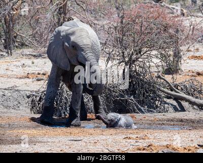 Mother and calf African elephant, Loxodonta africana, at a watering hole in the Okavango Delta, Botswana, South Africa. Stock Photo