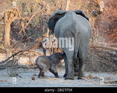 Mother and calf African elephant, Loxodonta africana, nursing at a watering hole in the Okavango Delta, Botswana, South Africa. Stock Photo