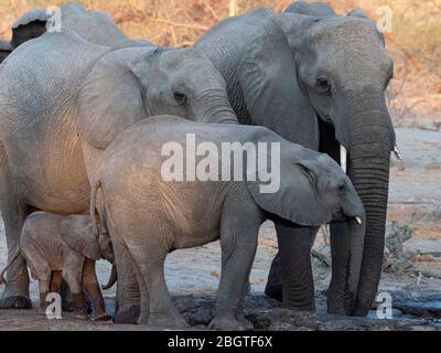 African elephants, Loxodonta africana, herd drinking at a watering hole in the Okavango Delta, Botswana, South Africa. Stock Photo