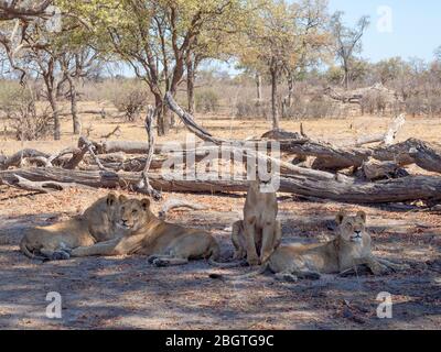 A pride of lions, Panthera leo, resting in the shade in Chobe National Park, Botswana, South Africa. Stock Photo
