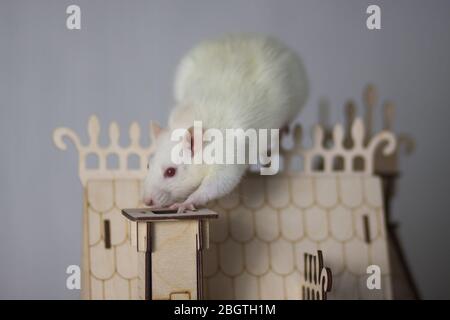 White rat on the house. The concept of self-isolation. Sitting at home Stock Photo