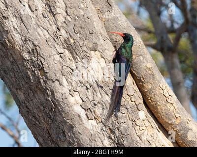Adult green wood-hoopoe, Phoeniculus purpureus, looking for insects in Chobe National Park, Botswana, South Africa. Stock Photo