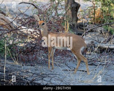 Adult male steenbok, Raphicerus campestris, in the Okavango Delta, Botswana, South Africa. Stock Photo