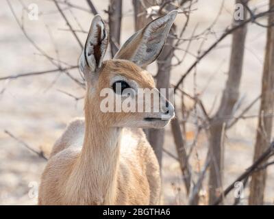 Adult female steenbok, Raphicerus campestris, in Chobe National Park, Botswana, South Africa. Stock Photo