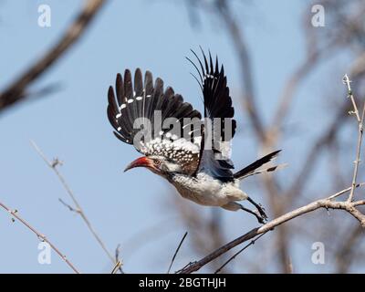 An adult red-billed hornbill, Tockus erythrorhynchus, taking flight in Chobe National Park, Botswana, South Africa. Stock Photo