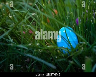 Blue polka dotted easter egg in the grass in-front of other colored eggs Stock Photo