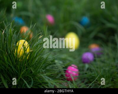 Multi-colored Easter eggs scattered in the grass in the evening Stock Photo