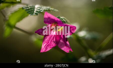 Salmonberry flower surrounded by leaves getting sun in the forrest Stock Photo