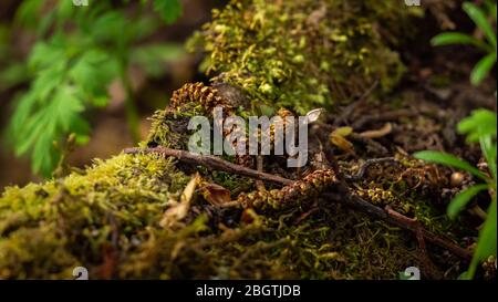 Dry alnus serrulata seeds on a tree root with green moss growing on the forest floor. Spring background Stock Photo