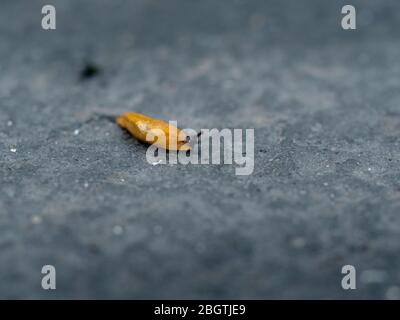 macro of a little spanish slug on the asphalt moving horizontally in the evening Stock Photo