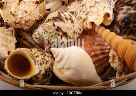 Different shells in a wicker basket on a white background. Close up Stock Photo
