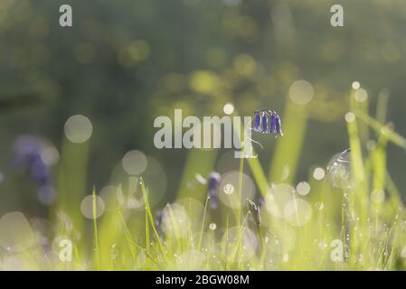 Bluebells and dewy bokeh- Blickling, May 2016 Stock Photo