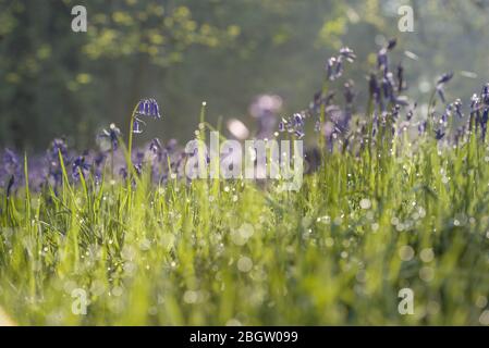 Bluebells and dewy bokeh- Blickling, May 2016 Stock Photo