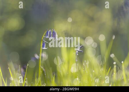 Bluebells and dewy bokeh- Blickling, May 2016 Stock Photo