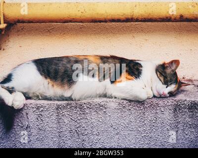 Beautiful domestic cat is sleeping sweetly on the street Stock Photo