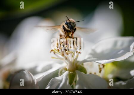Minibeast: A honey bee, Apis mellifera, proboscis extended, collecting nectar and pollen lands on the stamens of white apple blossom in spring, Surrey