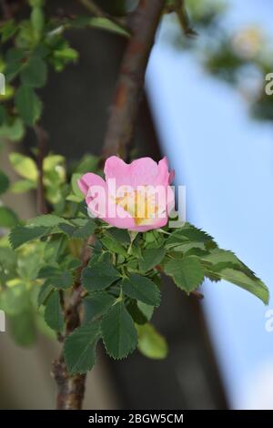 A small pink rosehip flower with young leaves. Blurred background Stock Photo