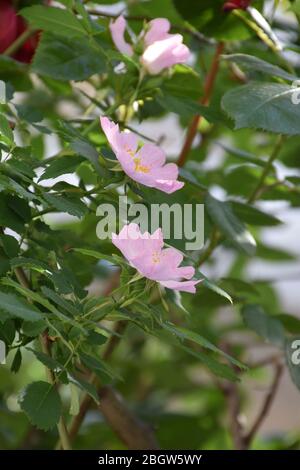 Small pink rosehip flowers with young leaves. Blurred background Stock Photo
