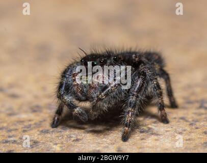 Phidippus audax, Bold Jumping Spider, or Bold Jumper Stock Photo