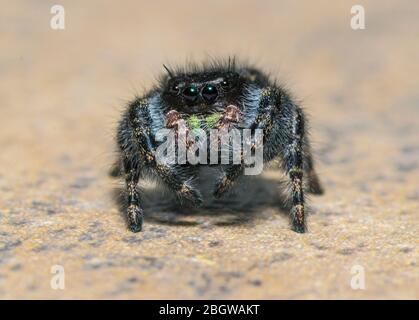 Phidippus audax, Bold Jumping Spider, or Bold Jumper Stock Photo