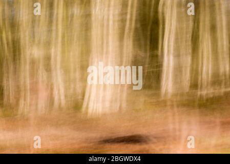 A morning at Alderfen broad. Silver birch ICM abstract - Alderfen Broad, February 2018 Stock Photo
