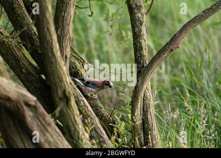 Jay among tree trunks. RSPB Strumpshaw Fen, June 2018 Stock Photo