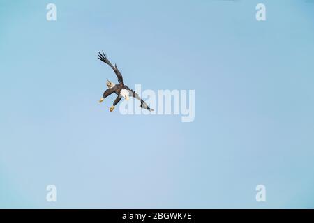Adult Bald Eagle extending its legs as it is coming down to grab a fish - Susqehanna River, Maryland, USA Stock Photo