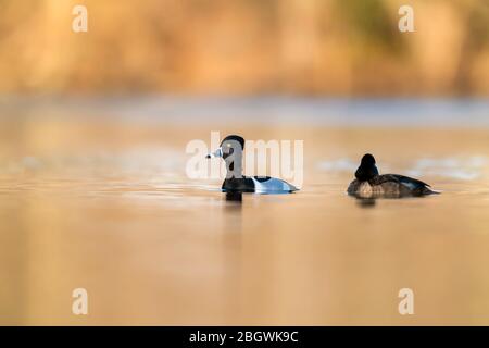 Adult male Ring-necked Duck showing its signature chestnut colored collar  New Jersey, USA  Photograph captured with a Sony A9 II camera paired with a Stock Photo