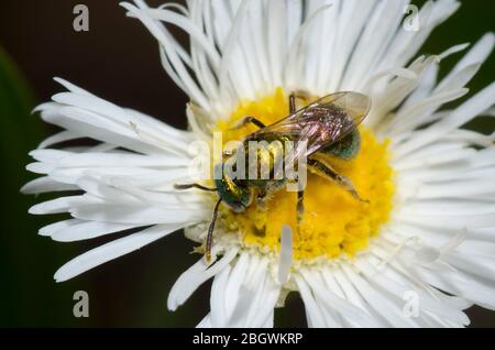 Sweat Bee, Augochlorella sp., foraging on Fleabane, Erigeron sp. Stock Photo