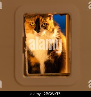 Long hair Calico cat indoors xiii looking through indoor catflap eye contact.January, 2019 Stock Photo