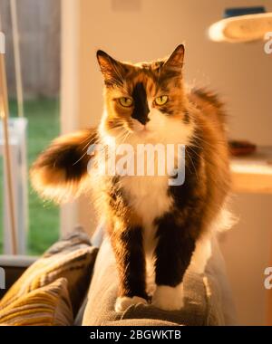 Long hair Calico cat indoors xv standing on back of sofa looking forward eye contact. January, 2019 Stock Photo